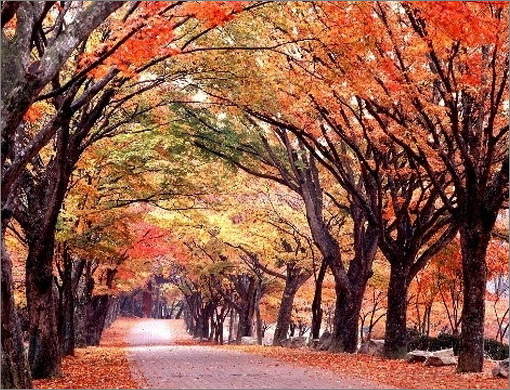소요산 가을 단풍 - 자연명소, 단풍명소 (관련이미지)
